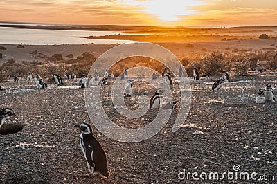 Magellanic Penguins at Punto Tombo Stock Photo
