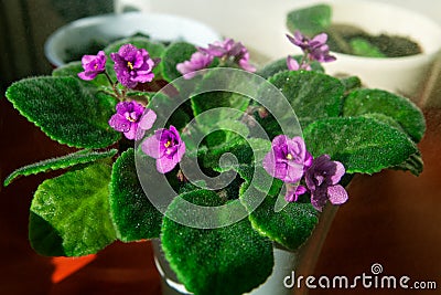 Magenta African Violet Plant Stock Photo