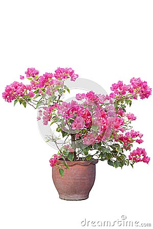 Magenta Bougainvillea flower in brown pot isolated on white background. Stock Photo