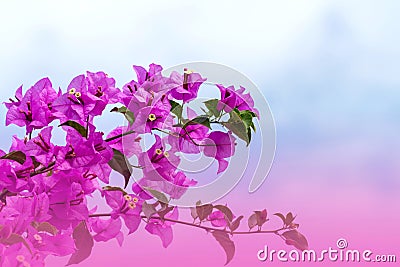 Magenta Bougainvillea flowers Stock Photo