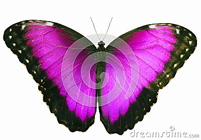 Magenta colored butterfly isolated on white background with spread wings Stock Photo