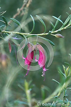 Magenta flowers of the Western Australian native Warty Fuchsia Bush, Eremophila latrobei Stock Photo