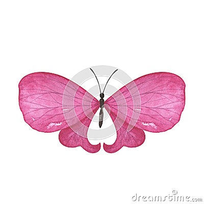 Magenta light butterfly with detailed wings isolated. Watercolor hand drawn realistic insect llustration for design Stock Photo