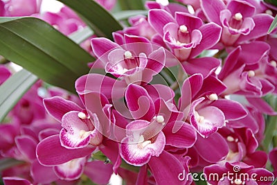 Magenta Orchid Stock Photo