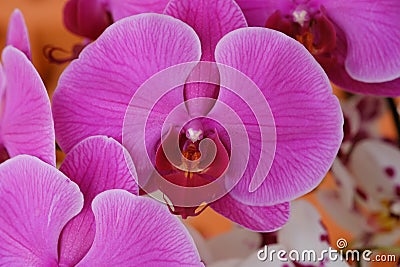 Magenta Orchid flower forest nature Stock Photo