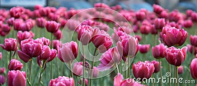 Magenta tulips Stock Photo