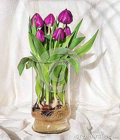 Magenta tulips growing in water in a glass vase - bulbs and root Stock Photo