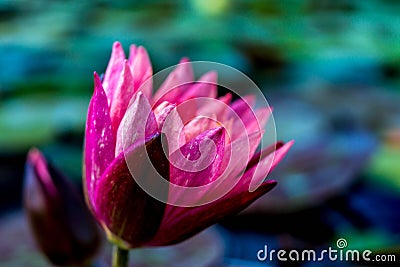 Magenta water lily with blue-green background Stock Photo