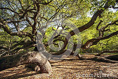 Magestic Angel Oak Tree near Charleston, SC Stock Photo