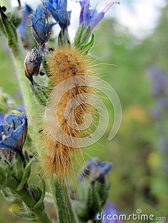 Maggot Stock Photo