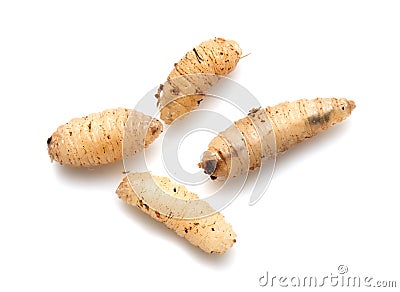 Maggot on a white background Stock Photo