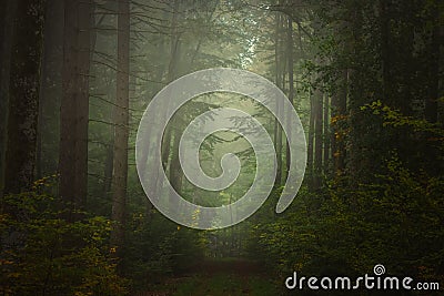 Magic autumn forest, romantic, misty, foggy landscape Stock Photo