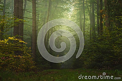 Magic autumn forest, romantic, misty, foggy landscape Stock Photo