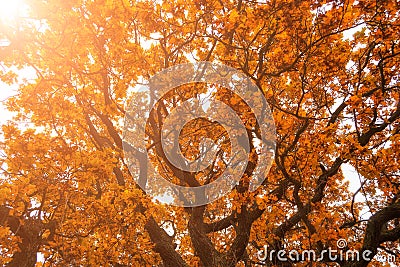 Magic autumn oak leaves in sunshine. Nature background in autumn Stock Photo