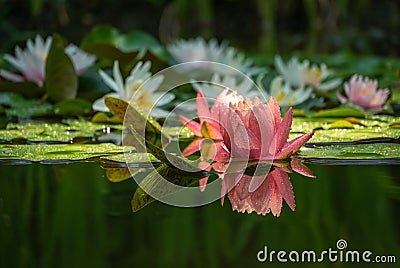 Magic big bright pink water lily or lotus flower Perry`s Orange Sunset in pond on water lilies background. Nymphaea reflected in Stock Photo