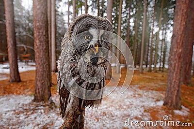Magic bird Great Gray Owl, Strix nebulosa, hidden behind tree trunk with spruce tree forest in backgrond, wide angle lens photo. Stock Photo