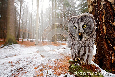 Magic bird Great Gray Owl, Strix nebulosa, hidden behind tree trunk with spruce tree forest in backgrond, wide angle lens photo. Stock Photo