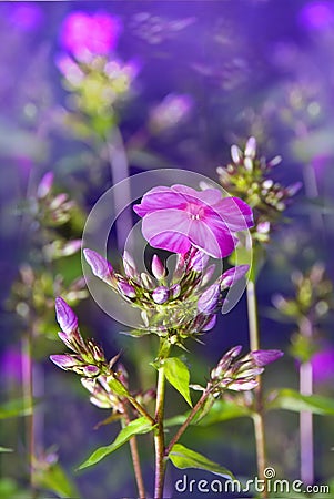 Magic blossoming flowers of perfect violet phlox Stock Photo