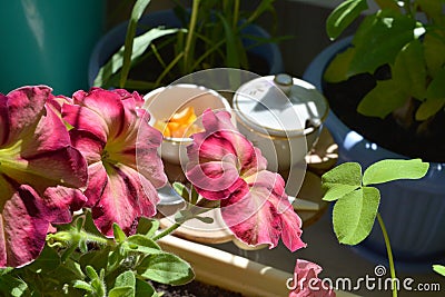 Magic breakfast under beautiful flowers. Bright petunia flowers and green clover leaves Stock Photo