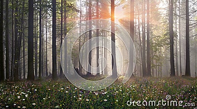 Magic Carpathian forest at dawn Stock Photo