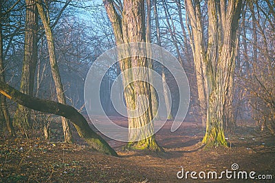 Magic dark forest. Stock Photo