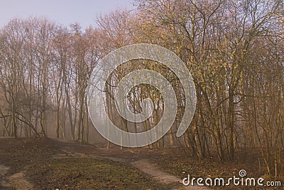 Magic dark forest. Stock Photo