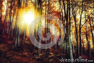 Through the magic fall beech forest Stock Photo