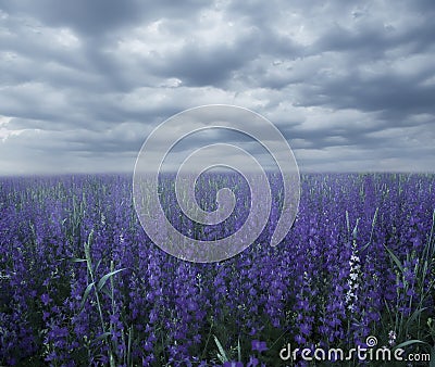 Magic field with lilac flowers in misty haze. Stock Photo