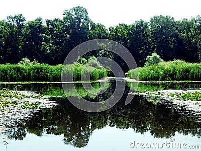 Magic flora of Obedska pond in reality and reflection on the water surface Stock Photo