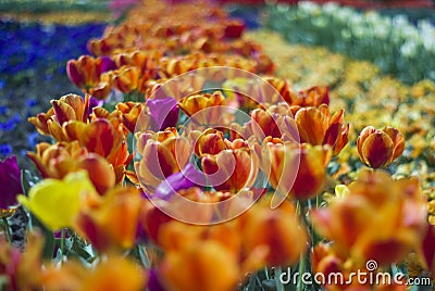 Magic floral landscape picturesque garden with orange tulips in Stock Photo