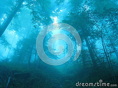 Magic Forest Stock Photo