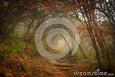 Magic Forest Stock Photo