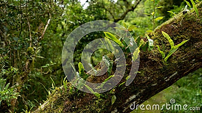 Tree twig full of life with several green sprouts Stock Photo