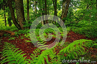 Magic forest, Czech monument Dvorsky les, Rychory, Krkonose. Green summer vegetation in highest Czech mountain. Fern leaves in dar Stock Photo