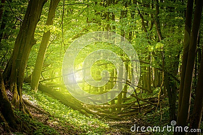 Magic forest light Stock Photo