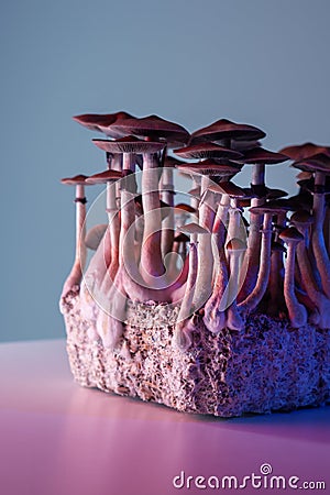 Psychedelic magic mushrooms Stock Photo