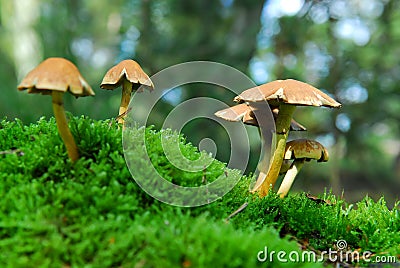 Magic mushroom Stock Photo