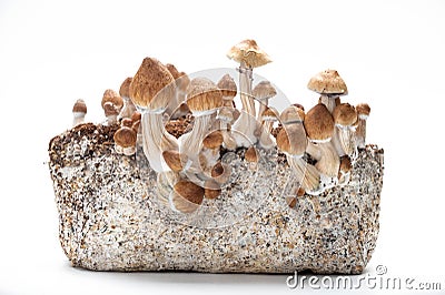 Magic mushrooms psilocybe cubensis on white isolated background Stock Photo