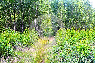 Magic and mysterious wild wood. High coniferous and deciduous trees. The pacified morning in the forest. Green background and land Stock Photo