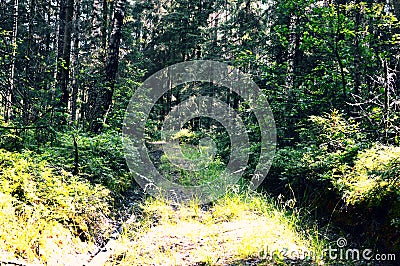 Magic and mysterious wild wood. High coniferous and deciduous trees. The pacified morning in the forest. Green background and land Stock Photo