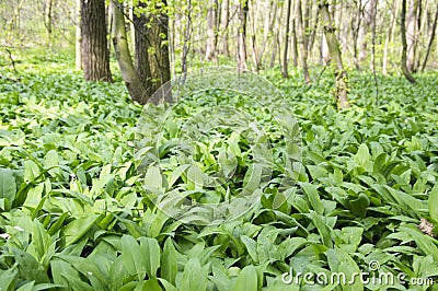 Magic nature place full of wild bear garlic, green leaves background Stock Photo