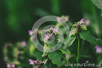 Magic nettle flower and green leaves Stock Photo