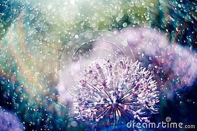 Magic picture beautiful unusual purple flowers in the light rays of the rainbow in the spray and water drops Stock Photo