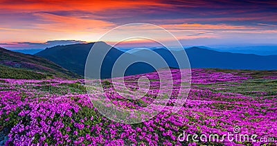 Magic pink rhododendron flowers on summer mountain. Stock Photo
