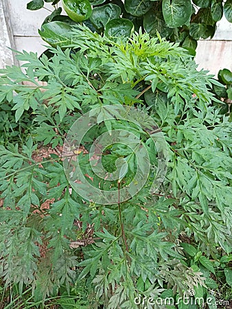 The magic plant Cosmos caudatus cures cancer Stock Photo