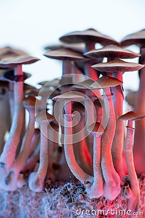 Hallucinogen psychoactive mushrooms Stock Photo