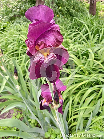 Magic purple flower Stock Photo