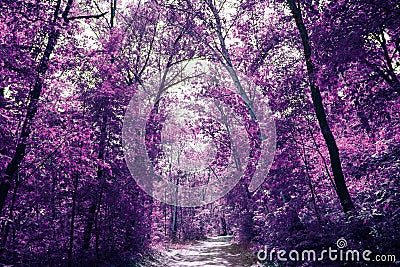 Magic purple forest, covert in mystical lilac colour Stock Photo