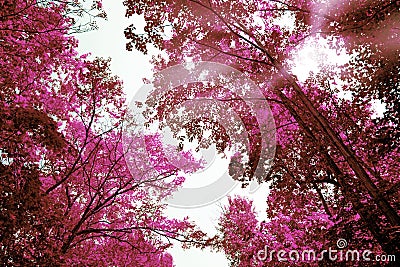 Magic purple forest, covert in mystical lilac colour Stock Photo