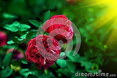 Magic red roses at the green garden bushes Stock Photo